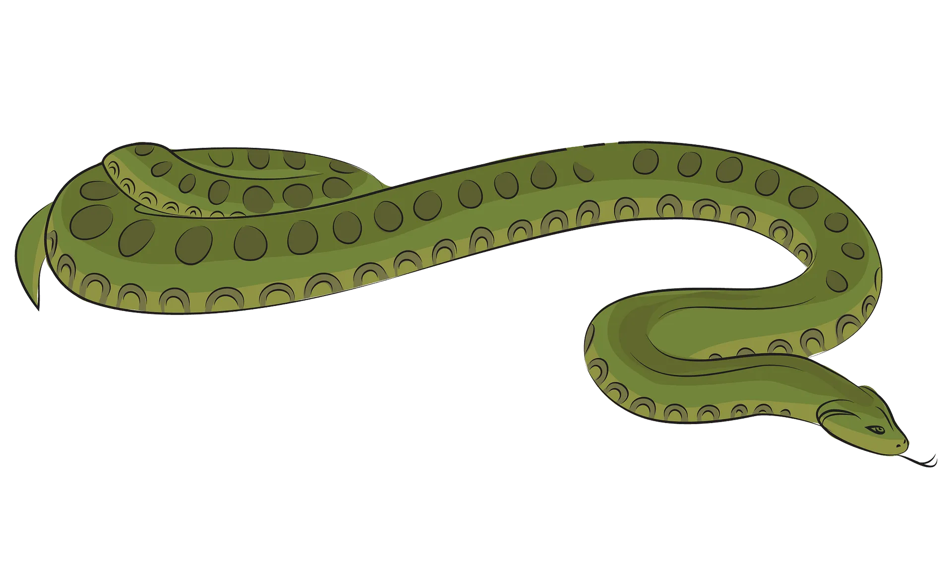 anaconda wrapping prey, hunting action, strong constriction png
